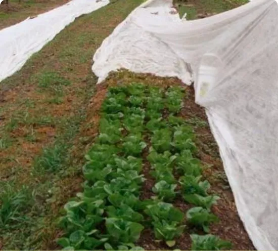 36m Width Agriculture PP Spunbond Nonwoven Fabric with UV Treated for Plant Cover